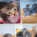 Photo of Kittens Kittens Kittens!