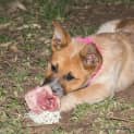 Photo of Jewel (On Trial 16/11/14)~ Red Cattle Dog Puppy