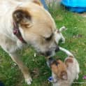 Photo of Jewel (On Trial 16/11/14)~ Red Cattle Dog Puppy
