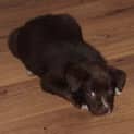 Photo of Tatum