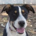 Photo of Kora
