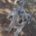 Photo of Tiny Is Only $200 To Adopt!