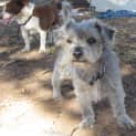 Photo of Tiny Is Only $200 To Adopt!