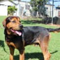 Photo of Cadbury Needing Foster Care Or Adoption!!