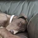 Photo of Busta