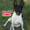 Photo of Chiko (On Trial 20/4/15)