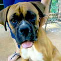 Photo of Bronte (On Trial 22/11/14) ~ Purebred Boxer
