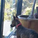 Photo of Gidget (On Trial 25/11/14) ~ Good With Kids&Dogs