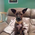 Photo of Gidget (On Trial 25/11/14) ~ Good With Kids&Dogs