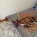Photo of Gidget (On Trial 25/11/14) ~ Good With Kids&Dogs