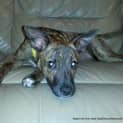 Photo of Gidget (On Trial 25/11/14) ~ Good With Kids&Dogs