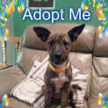 Photo of Gidget (On Trial 25/11/14) ~ Good With Kids&Dogs