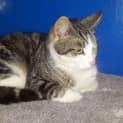 Photo of Basil Adoption Pending