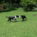 Photo of Zarli ~ Kelpie Girl (Foster Fail 1/5/15)