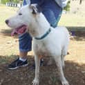 Photo of Lexi (At Rspca Big Adopt Day Sept 19 Brisbane)