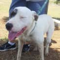 Photo of Lexi (At Rspca Big Adopt Day Sept 19 Brisbane)