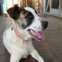 Photo of Zara   Cat, Kid & Dog Friendly 