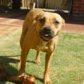 Photo of Stella