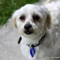 Photo of Toby (On Trial 27/11/14 )~ 3yo Maltese