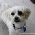 Photo of Toby (On Trial 27/11/14 )~ 3yo Maltese