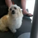 Photo of Toby (On Trial 27/11/14 )~ 3yo Maltese