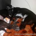 Photo of Ziggy ~ On Trial 16/1/2015