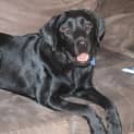 Photo of Tilly (On Trial 18/11/14)