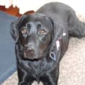 Photo of Tilly (On Trial 18/11/14)