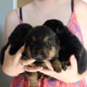 Photo of Puppies Rotti X Shepherd