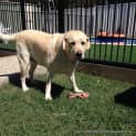Photo of Ollie (On Trial 13/12/14~ Purebred Yellow Labrador