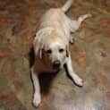 Photo of Ollie (On Trial 13/12/14~ Purebred Yellow Labrador