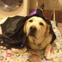 Photo of Ollie (On Trial 13/12/14~ Purebred Yellow Labrador