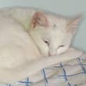 Photo of Snowflake