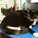 Photo of Penelope