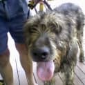 Photo of Scruffy