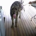 Photo of Scruffy