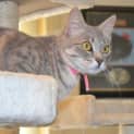 Photo of Cindy N. O. W. $80 To Adopt!