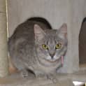 Photo of Cindy N. O. W. $80 To Adopt!