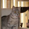 Photo of Cindy N. O. W. $80 To Adopt!