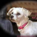Photo of Polly (On Hold Adoption 2/12/14) ~ Special Maltese