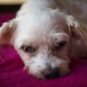 Photo of Polly (On Hold Adoption 2/12/14) ~ Special Maltese