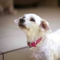 Photo of Polly (On Hold Adoption 2/12/14) ~ Special Maltese
