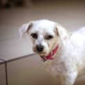 Photo of Polly (On Hold Adoption 2/12/14) ~ Special Maltese