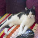 Photo of Moe