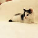 Photo of Layla