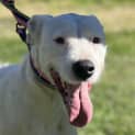Photo of Anna Assisted Rehome 🌼