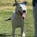 Photo of Anna Assisted Rehome 🌼