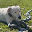 Photo of Anna Assisted Rehome 🌼