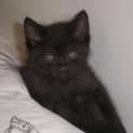 Photo of Andy Kitten Kapers Rescue