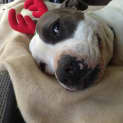 Photo of Daisy (On Trial 6/12/14)~ Purebred American Staffy